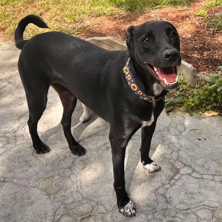 A young medium-sized female Whippet dog named Fifi for adoption in Columbia, MD