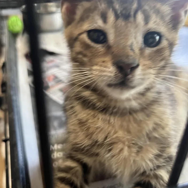 A baby small-sized male Tabby (Buff / Tan / Fawn) Domestic Short Hair cat named Wyatt for adoption in Hammond, LA