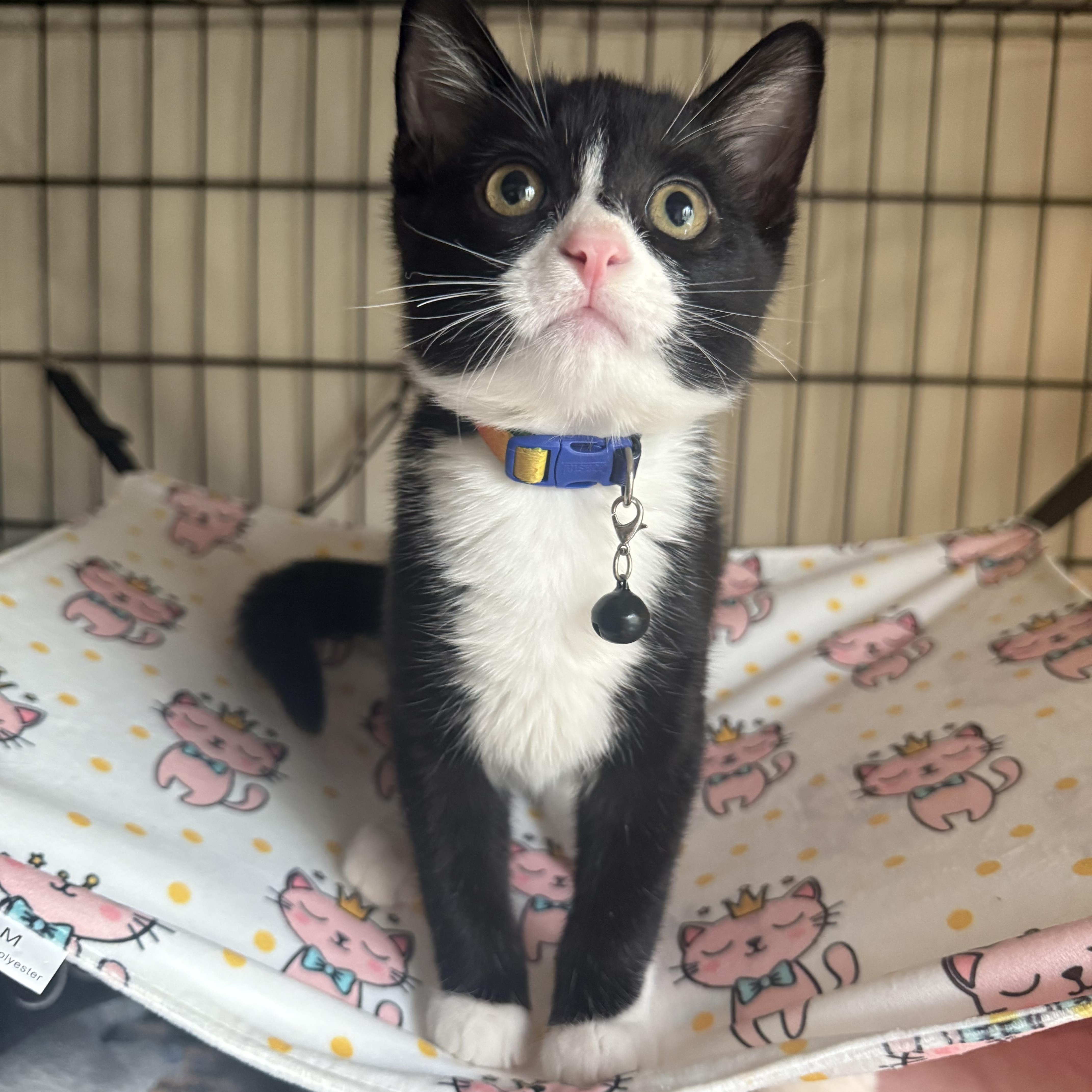 A baby small-sized male Black & White / Tuxedo American Shorthair cat named Rolex for adoption in Brooklyn, NY