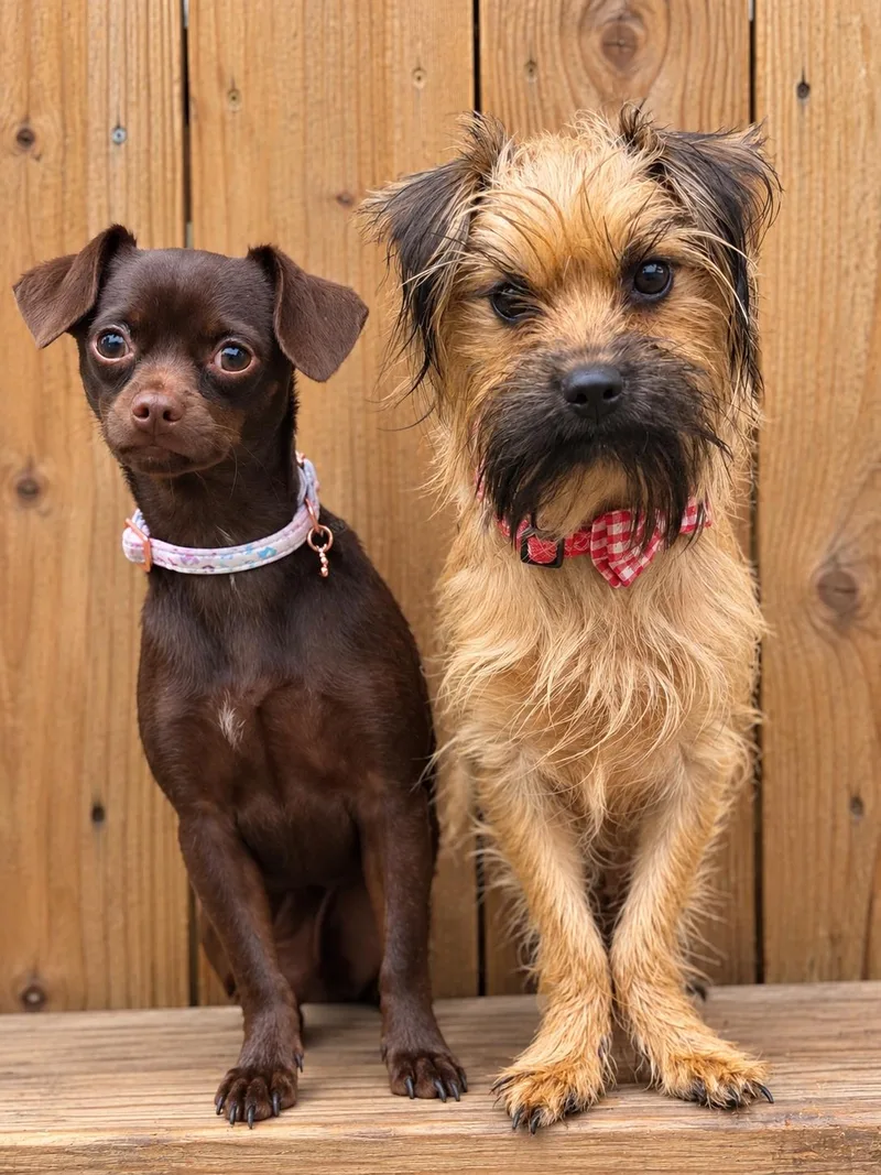 An adult small-sized male Tricolor (Brown, Black, & White) Norwich Terrier dog named Truffula for adoption in Fulton, NY