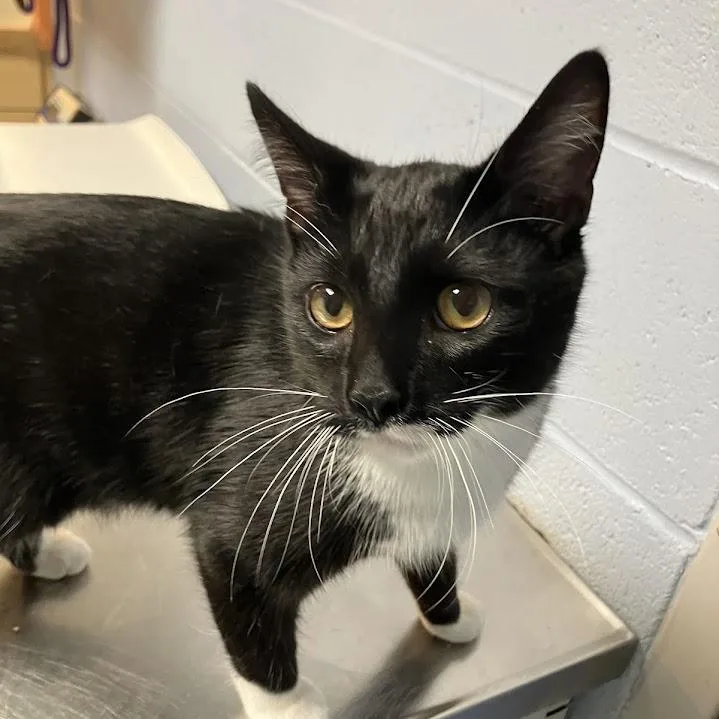 An adult medium-sized male Black Domestic Short Hair cat named Scrappy for adoption in DeKalb, IL