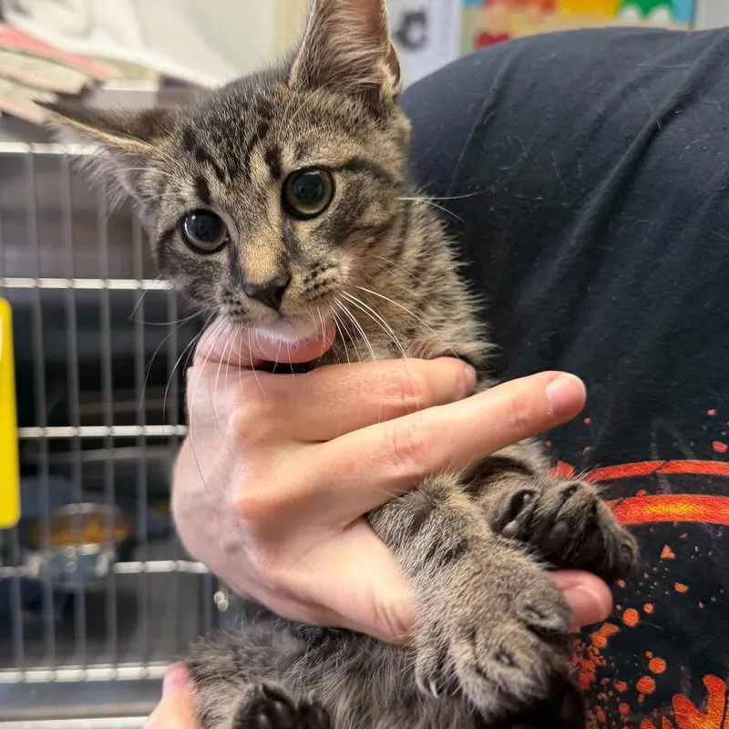 A baby small-sized male Brown / Chocolate Domestic Short Hair cat named Petrie for adoption in Blairsville, GA