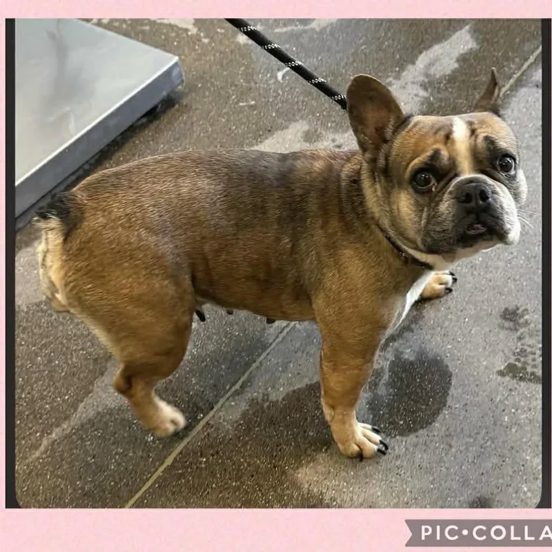 An adult medium-sized female Brown / Chocolate French Bulldog dog named Cyvorg for adoption in Loves Park, IL