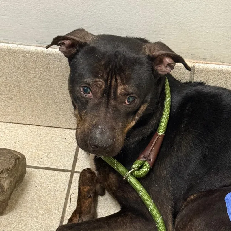 An adult medium-sized male Black Mixed Breed dog named Dae for adoption in Charleston, WV