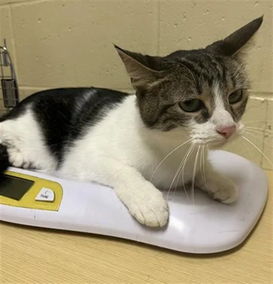 An adult medium-sized female Domestic Short Hair cat named Mushmush for adoption in Sacramento, CA