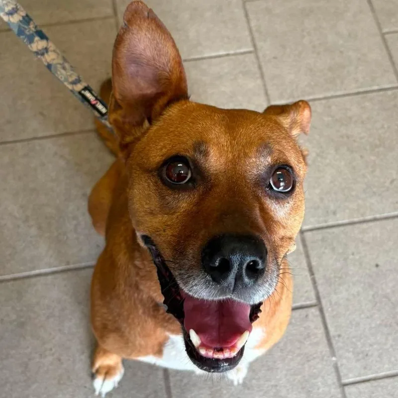 An adult medium-sized female Red / Chestnut / Orange Mixed Breed dog named Kimchi Stray Hold for adoption in Huntington, WV