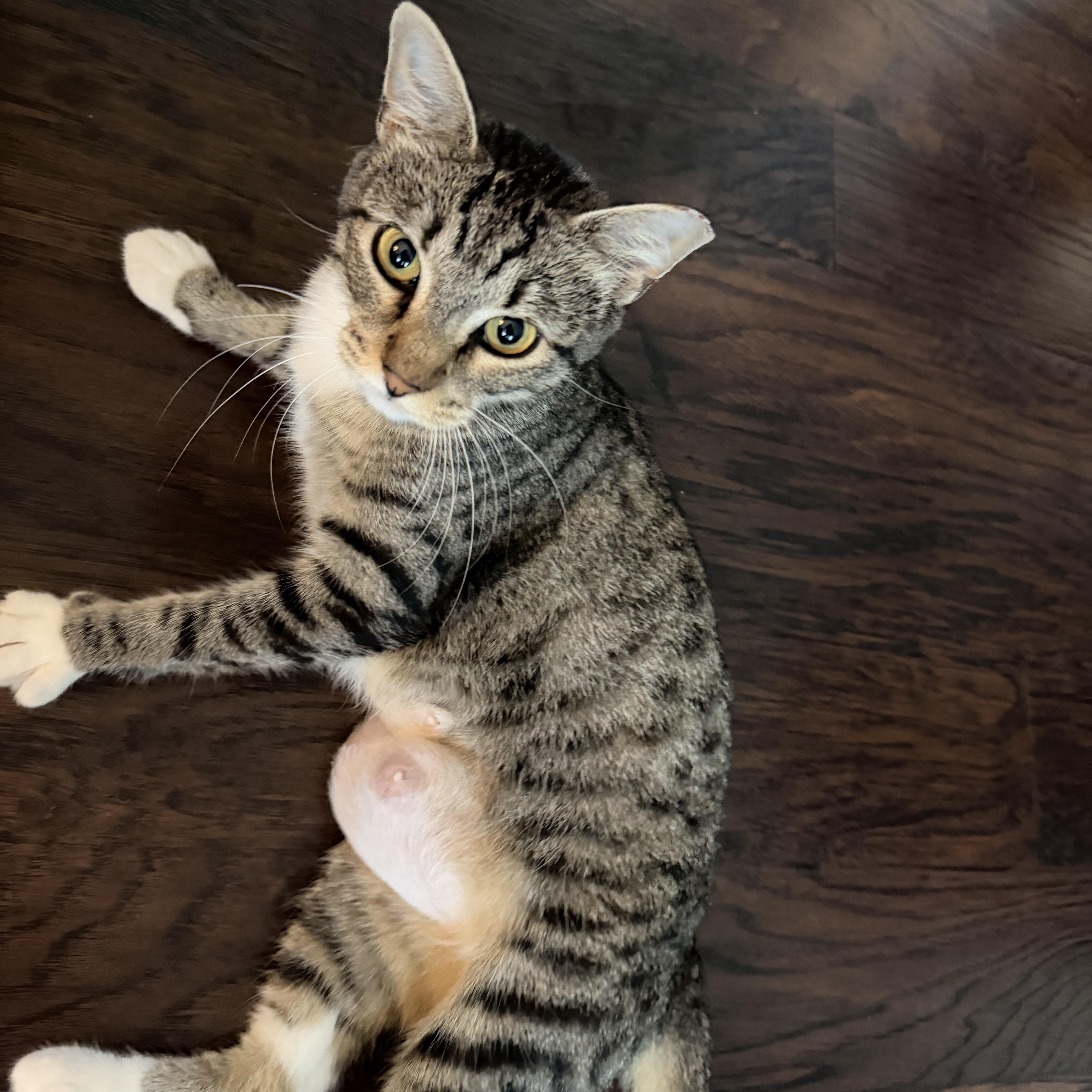 An adult medium-sized female Tabby (Brown / Chocolate) Tabby cat named Harper for adoption in Wadsworth, IL