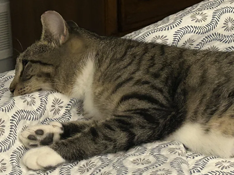 Harper thumbnail 3