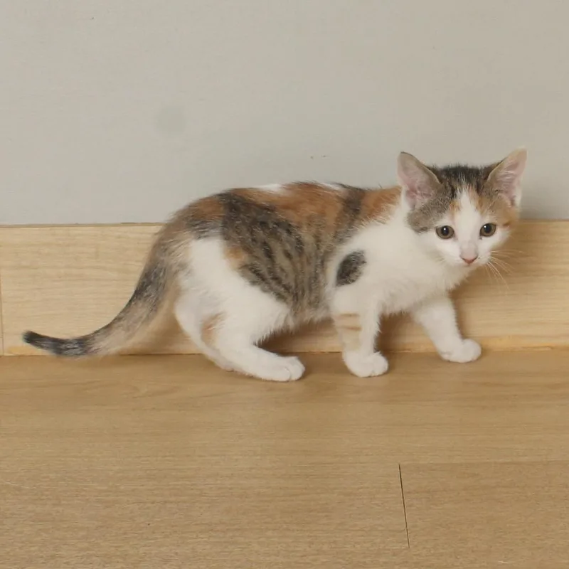 A baby small-sized female Calico Domestic Short Hair cat named Jelly Bean C for adoption in Minnetonka, MN