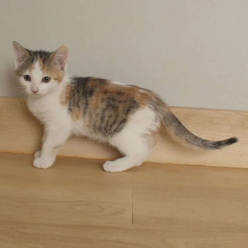 Jelly Bean C thumbnail 2