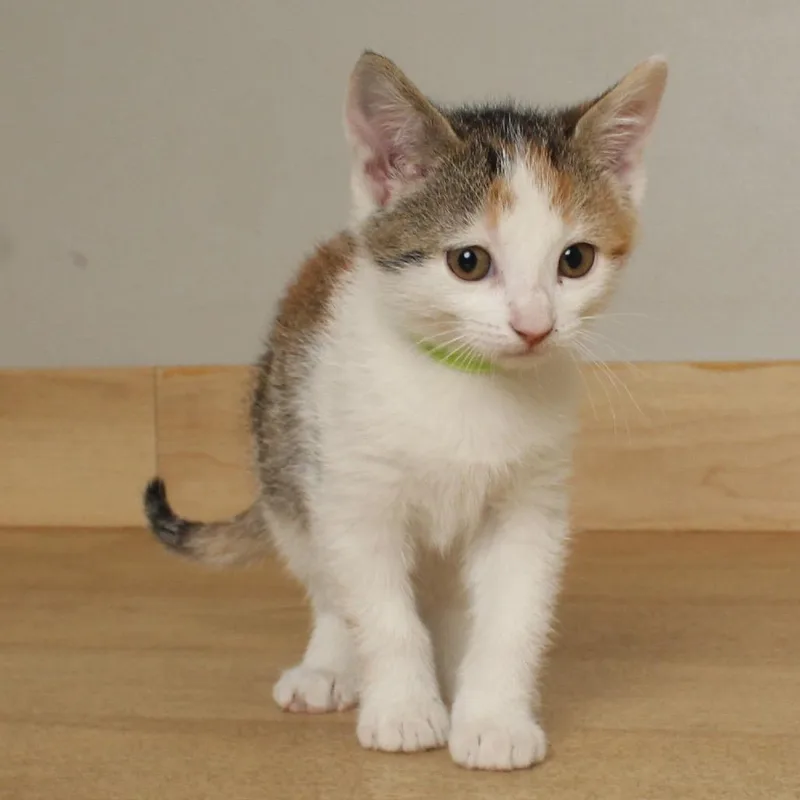 Jelly Bean C thumbnail 3