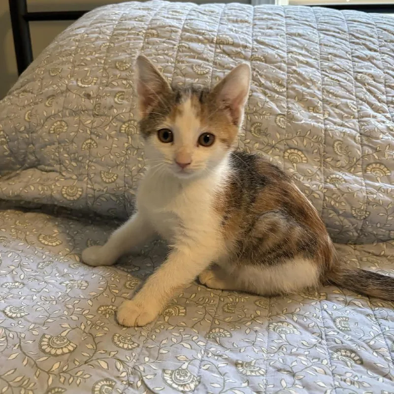 Jelly Bean C thumbnail 4