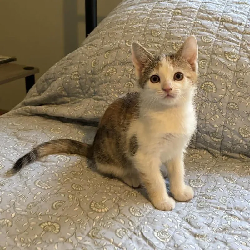 Jelly Bean C thumbnail 5