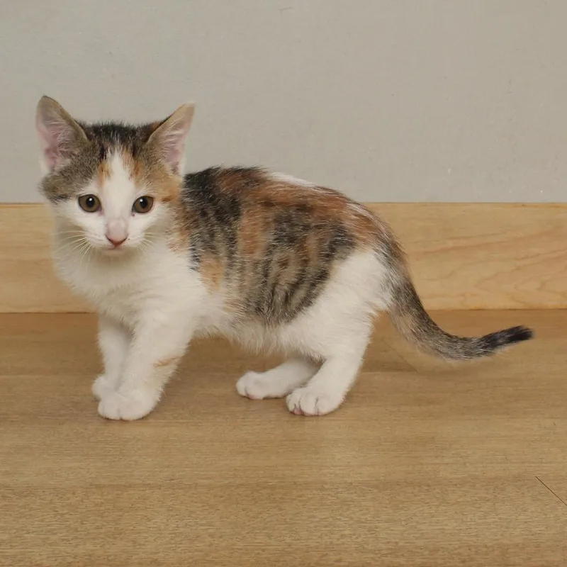 Jelly Bean C thumbnail 6