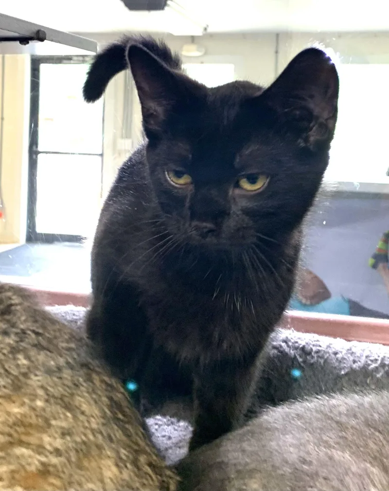 A baby medium-sized male Black Domestic Short Hair cat named Scooby for adoption in Massena, NY