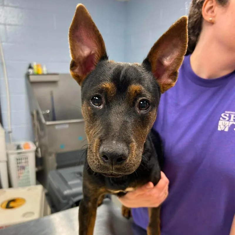 A young medium-sized male Black Mixed Breed dog named Roo for adoption in Martinsville, VA