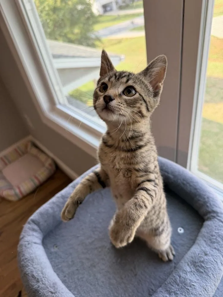 A baby small-sized male Buff & White Domestic Short Hair cat named Sir Purr for adoption in Greensboro, NC