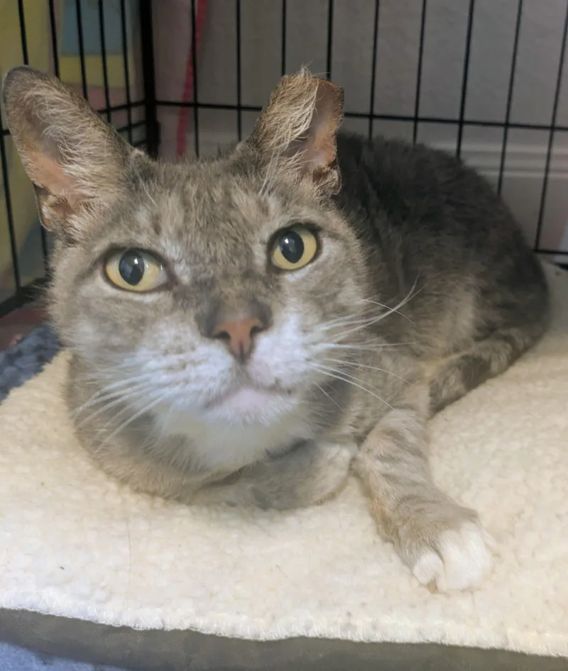 An adult medium-sized male Tabby (Gray / Blue / Silver) Domestic Short Hair cat named Meow Meow for adoption in Houston, TX
