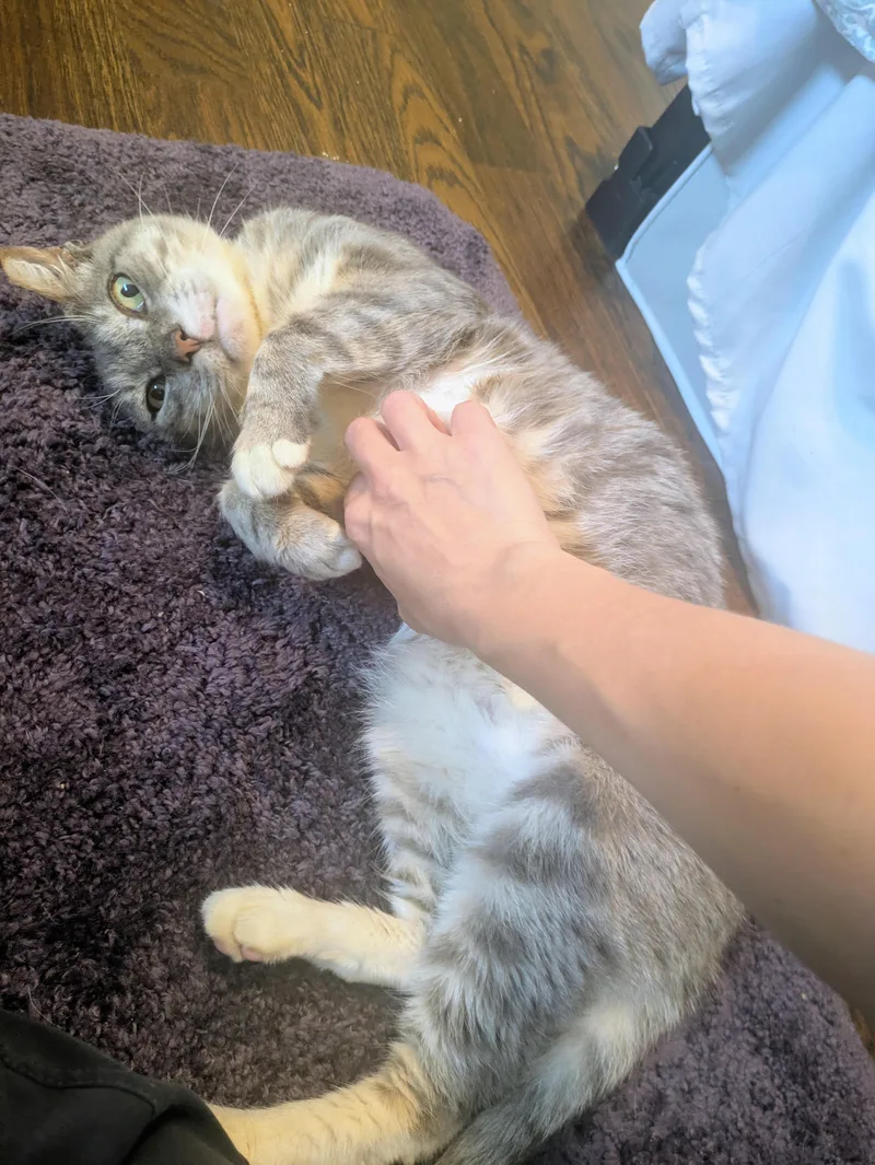 Meow Meow thumbnail 3