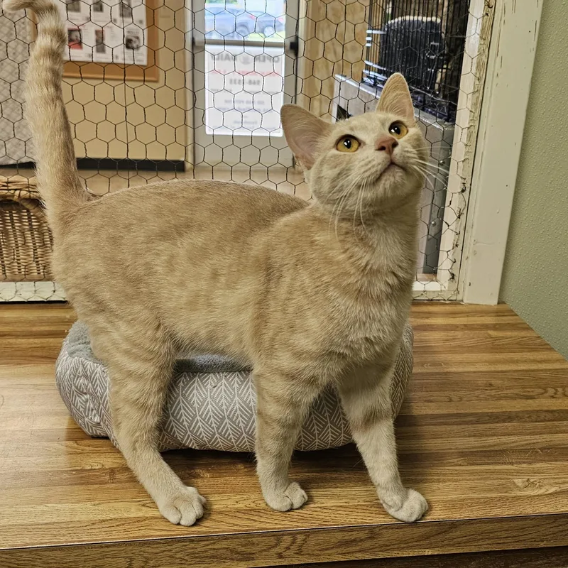 A young medium-sized male Tabby (Orange / Red) Domestic Short Hair cat named Starburst for adoption in Searcy, AR