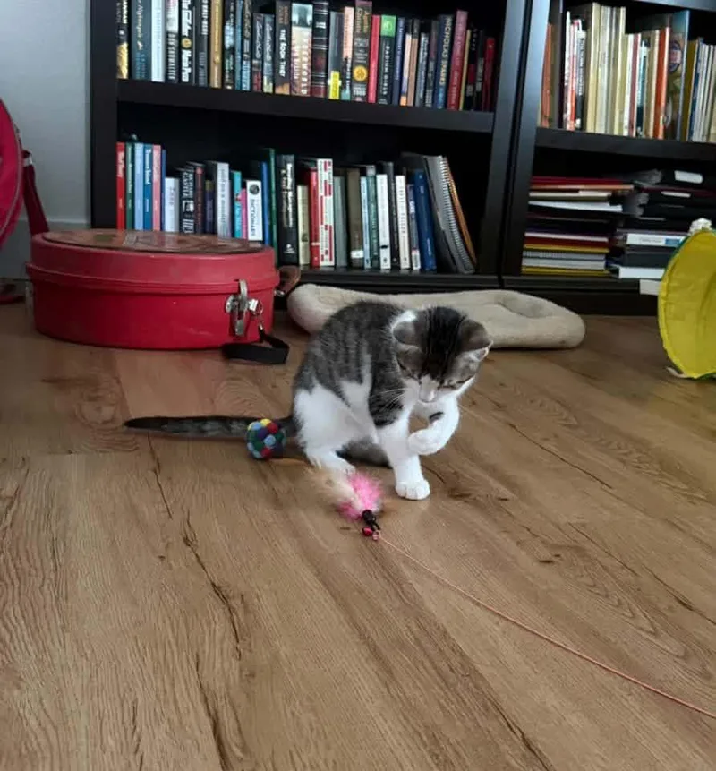 A baby medium-sized male Domestic Short Hair cat named Uno for adoption in Manhattan, KS