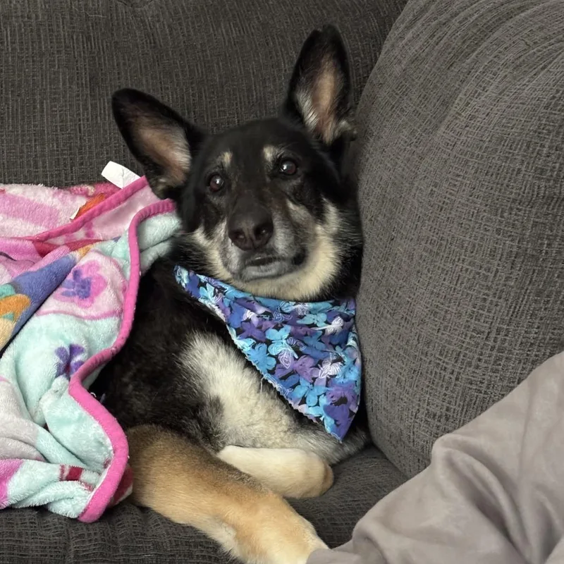 A senior large-sized female German Shepherd Dog dog named Louise for adoption in Columbus, GA