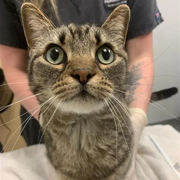 An adult large-sized female Brown / Chocolate Domestic Short Hair cat named Frost for adoption in Jacksonville, FL