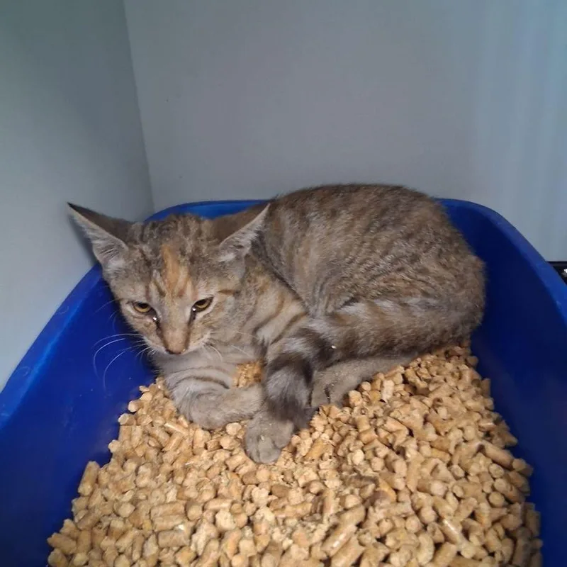 A young small-sized female Domestic Short Hair cat named Darcey for adoption in Kingman, AZ