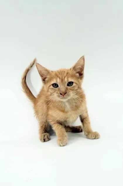 A baby small-sized female Domestic Short Hair cat named Goldie for adoption in Morton Grove, IL