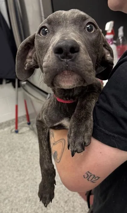 A baby small-sized male Gray / Blue / Silver Pit Bull Terrier dog named Stetson for adoption in Kansas City, MO