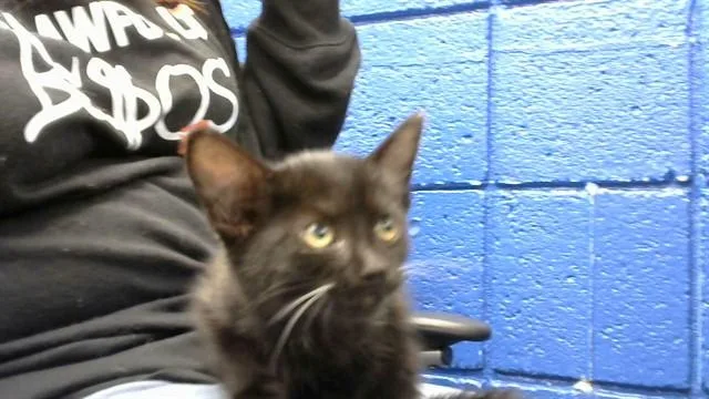 A baby small-sized female Domestic Short Hair cat named Wednesday for adoption in Albuquerque, NM