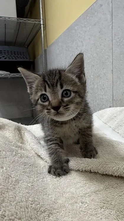 A baby small-sized male Domestic Short Hair cat named Nibbles for adoption in Honolulu, HI