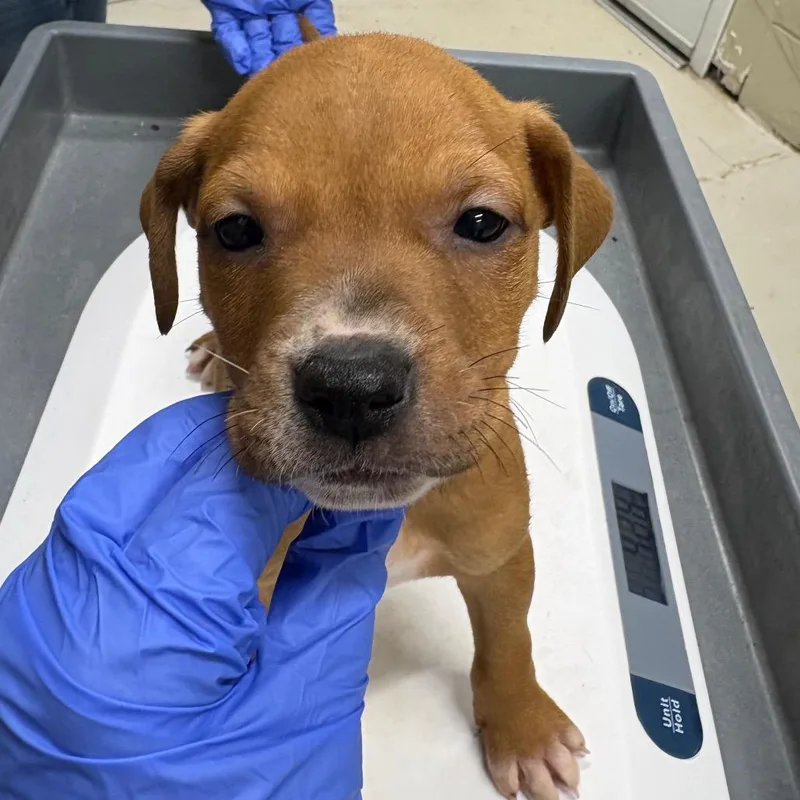 A baby small-sized female Yellow / Tan / Blond / Fawn Mixed Breed dog named Bonnie for adoption in Pensacola, FL