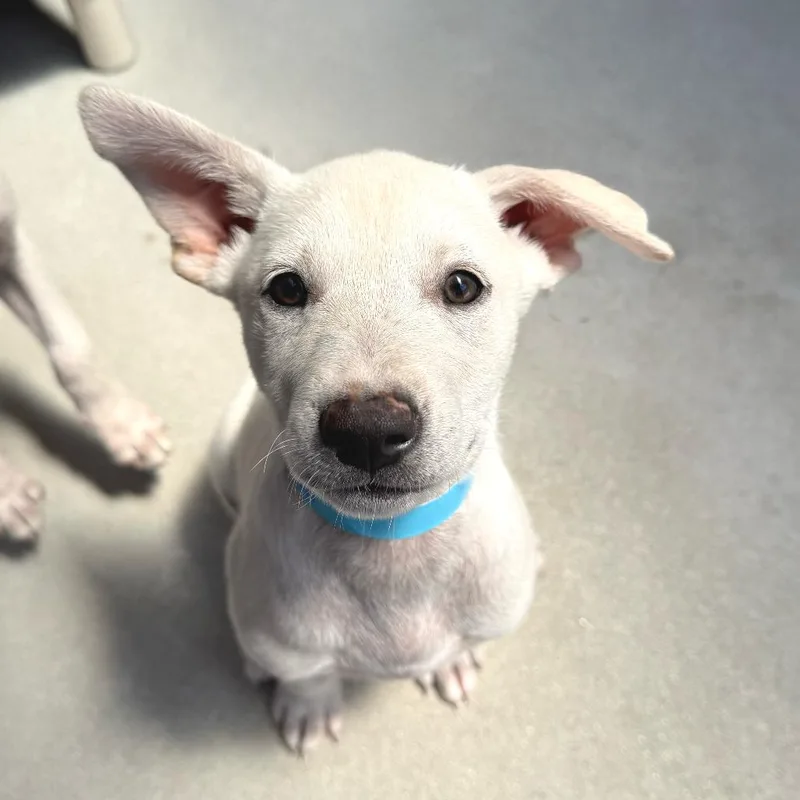 A young medium-sized female White / Cream Ibizan Hound dog named Whitney for adoption in Santa Barbara, CA