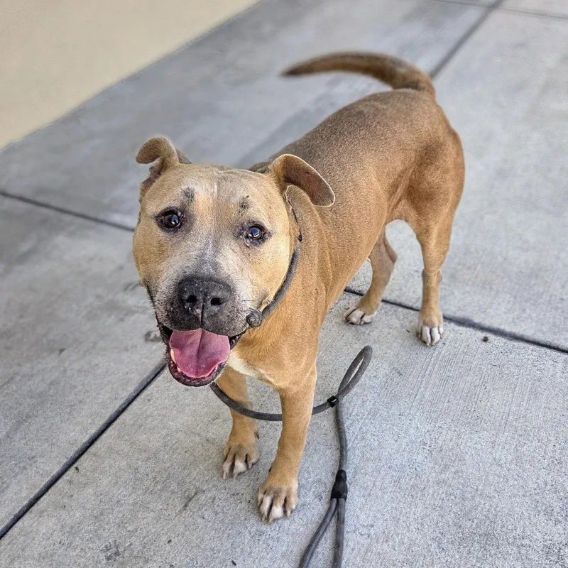 A senior large-sized male Pit Bull Terrier dog named Percy for adoption in Oakland, CA