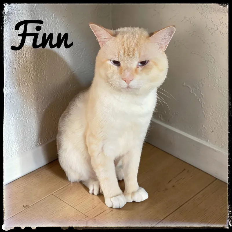 An adult large-sized male Siamese cat named Finn for adoption in El Cajon, CA