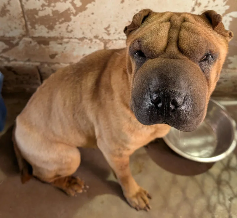 An adult medium-sized female Shar-Pei dog named Sienna for adoption in Lake Forest, CA