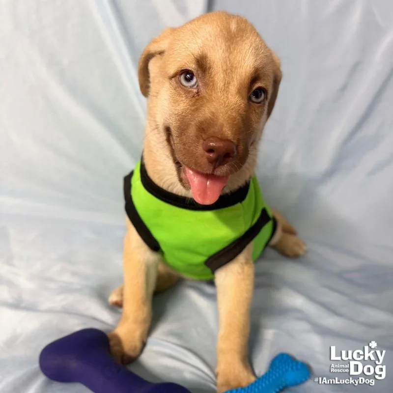 A baby medium-sized male Labrador Retriever dog named Summer for adoption in Washington, DC