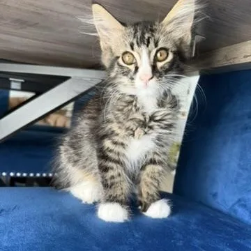 A baby medium-sized male Domestic Long Hair cat named Toby for adoption in atlanta, GA