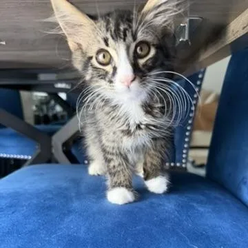 Toby thumbnail 4