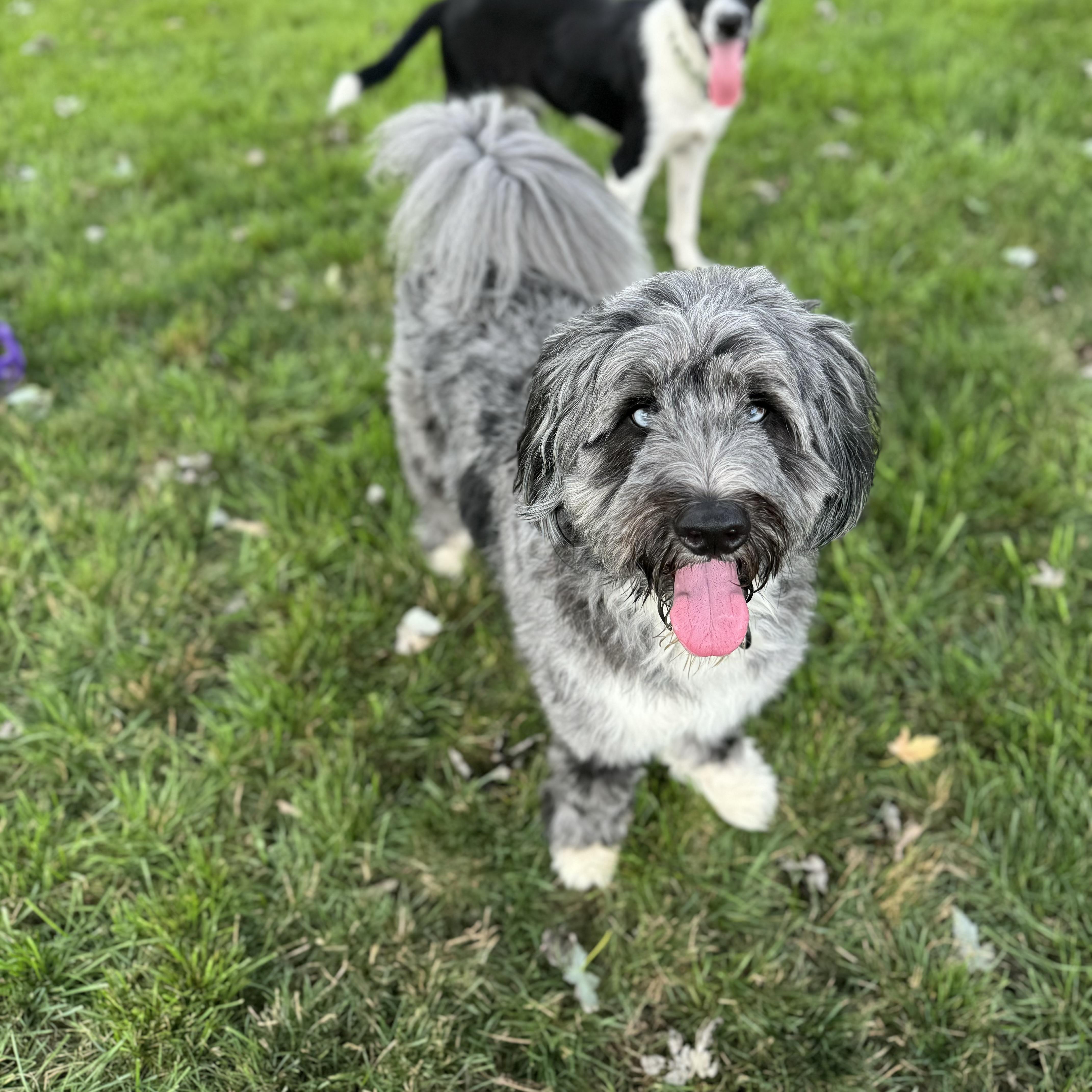 A young medium-sized male Bernadoodle dog named Yuki for adoption in China Township, MI