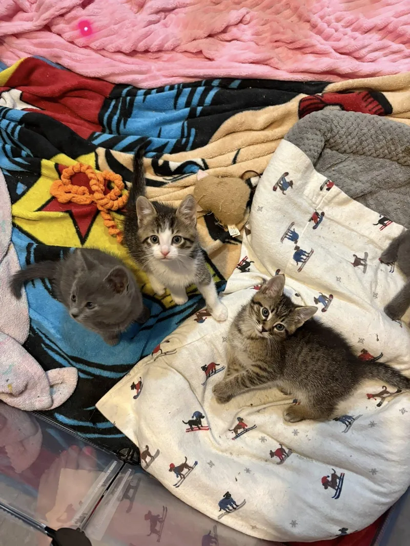 A baby medium-sized male Domestic Short Hair cat named Haru for adoption in Chesapeake Beach, MD
