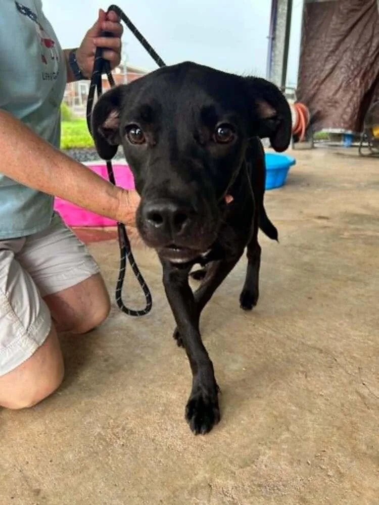 A baby medium-sized male Tricolor (Brown, Black, & White) Mixed Breed dog named Alvin for adoption in Scott, LA