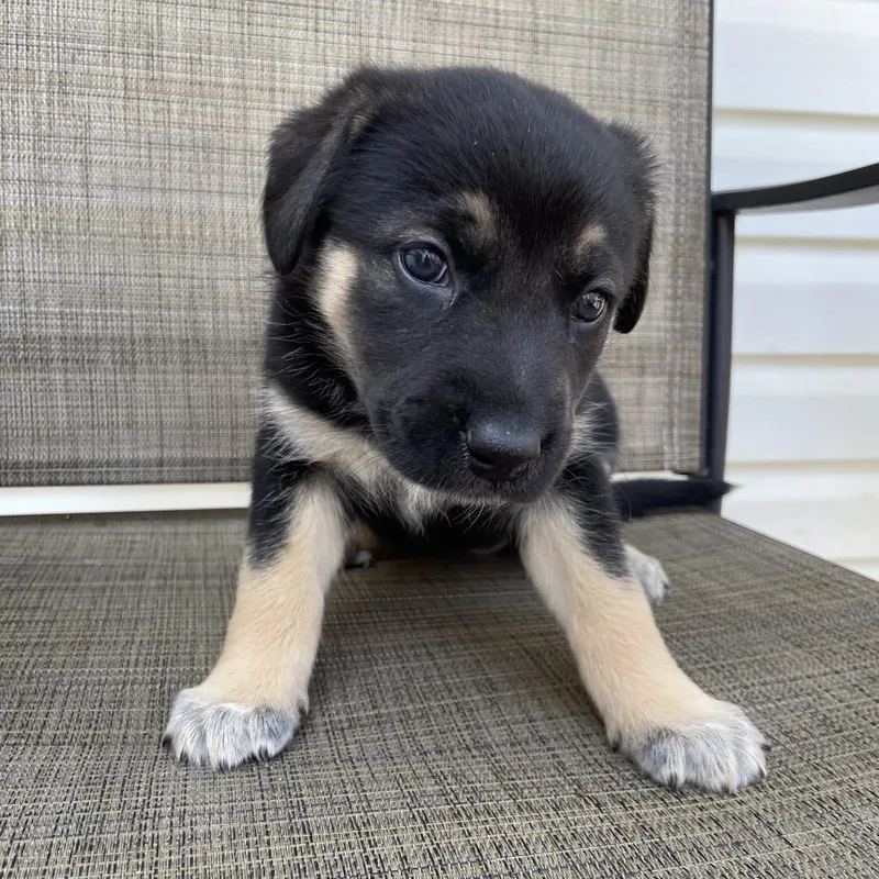 A baby large-sized female Black Shepherd dog named Elana for adoption in Jarrettsville, MD