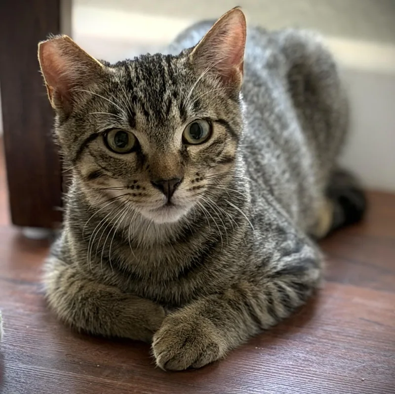 A baby medium-sized male Tabby (Brown / Chocolate) Tabby cat named Max for adoption in Laguna Woods, CA