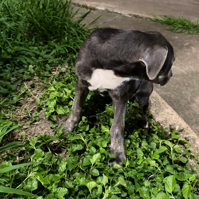 A baby small-sized male Mixed Breed dog named Bruce for adoption in Bellaire, TX