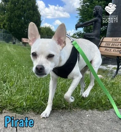 Pirate