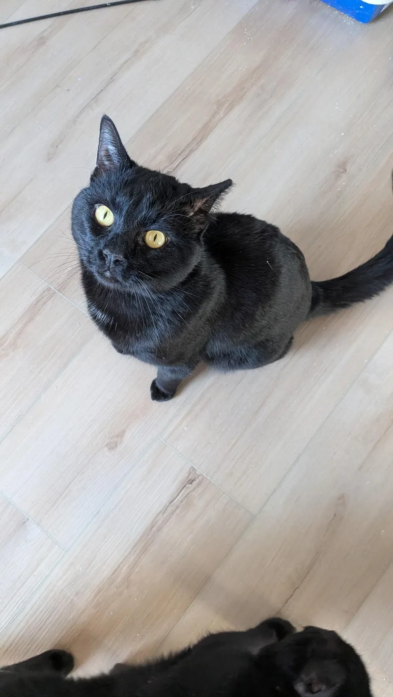 Ivan