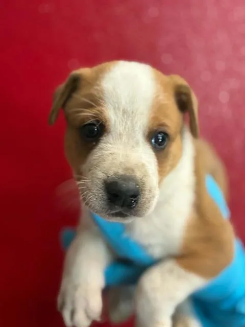 A baby small-sized male Australian Cattle Dog / Blue Heeler dog named Lucky for adoption in Visalia, CA