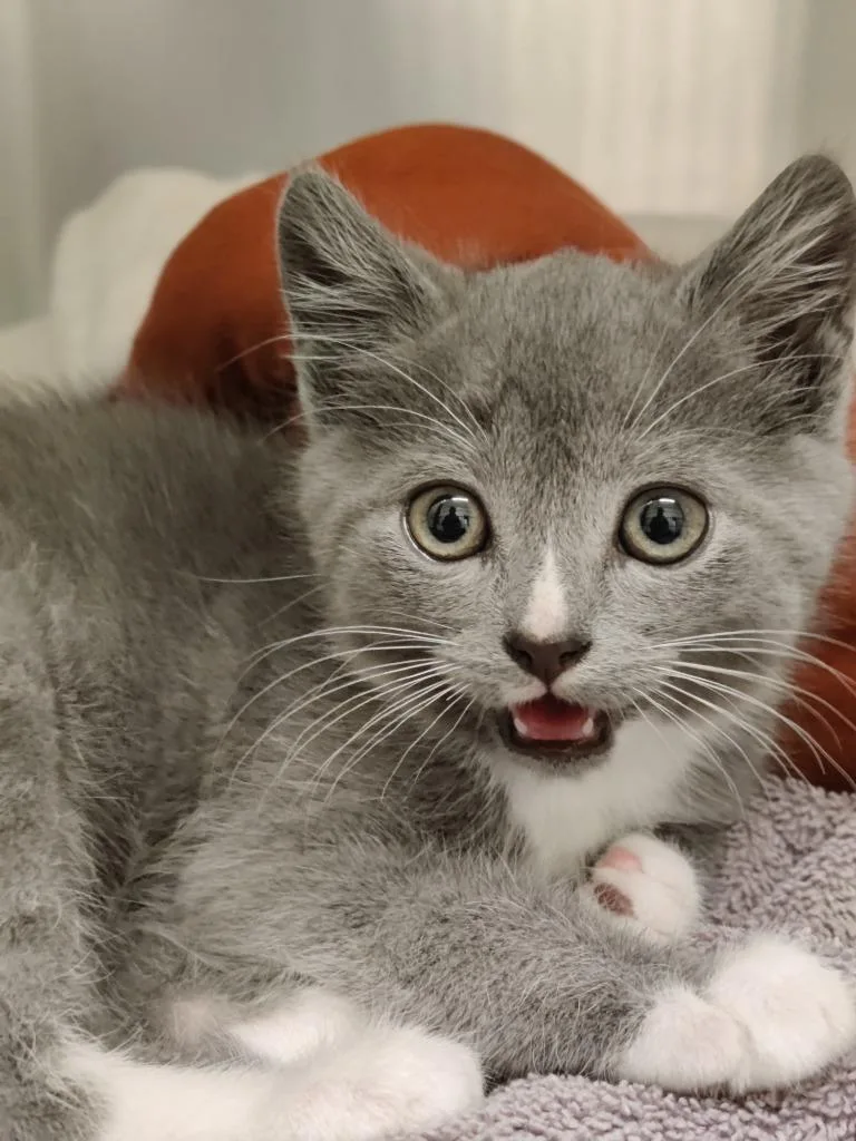 A baby medium-sized male Domestic Short Hair cat named Sulley for adoption in Eastsound, WA